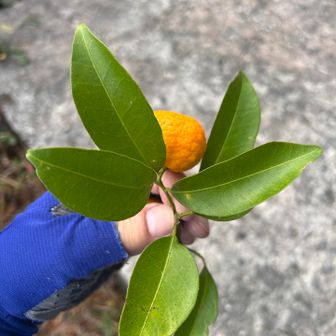 古事記日本書紀にも書かれている我が国最古の柑橘
日本の固有種である