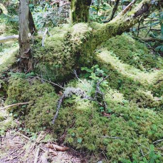 木賊山はとにかくコケがいい！！
