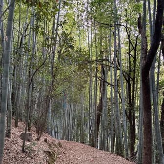 神宿る竹林🎋を通り