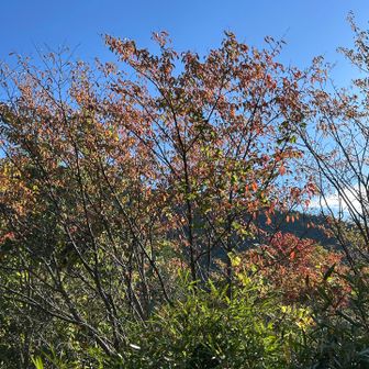 いいお天気☀️紅葉もちらほら始まってます🍁