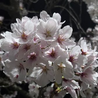 日本の春の風物詩ですね～🌸