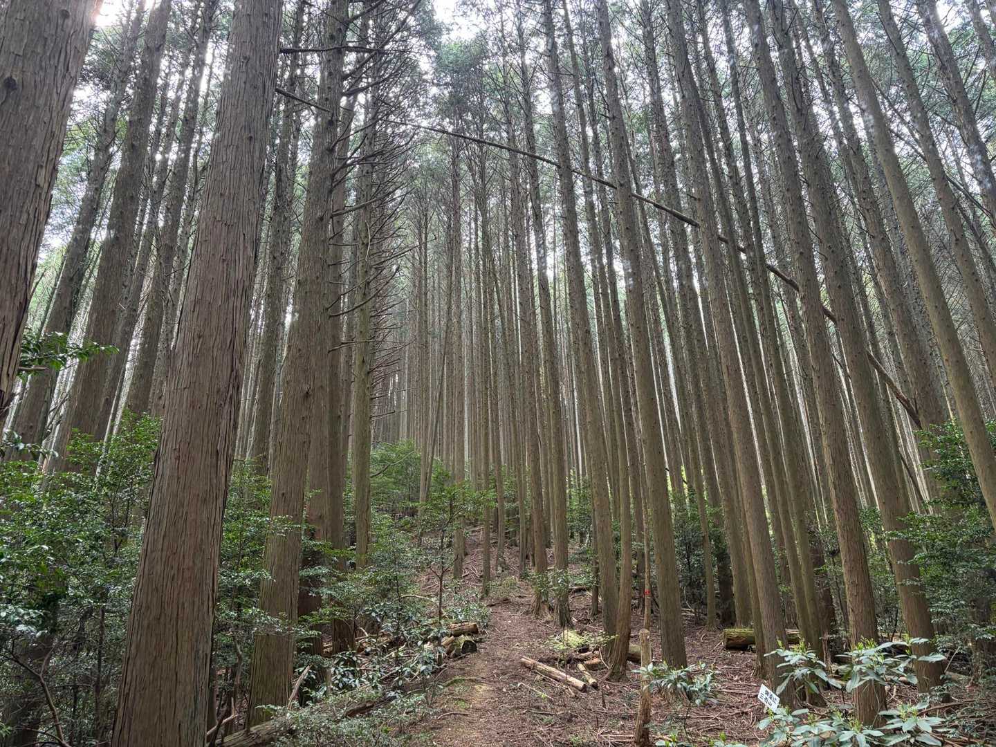 三石山登山口-三石山 往復コースの写真