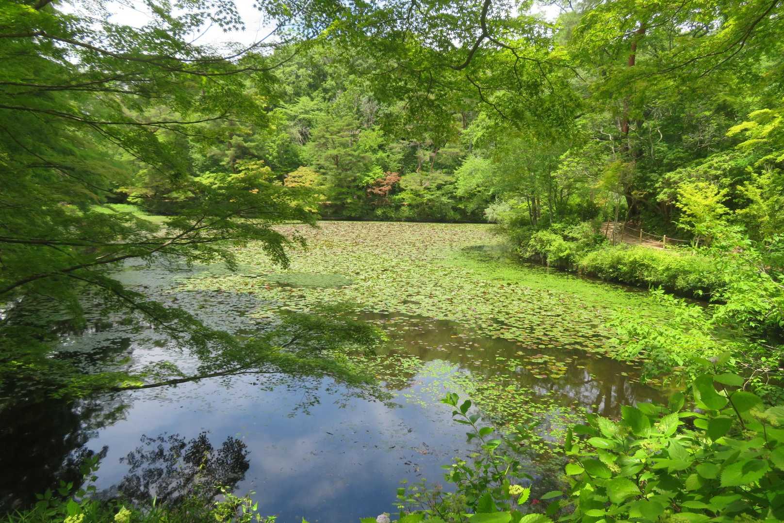 森林植物園・長谷池