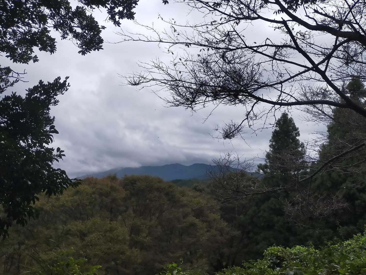 鷹取山・発心山方面は雲の中。
今日は湿度が高く、目まといが多い😵うちわが活躍する🎯