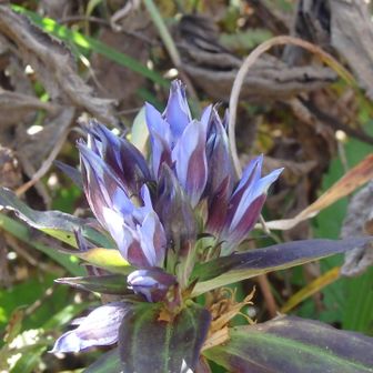 リンドウの花ブーケが数多く見られる。