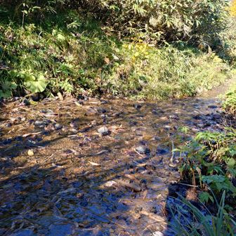 湧き水は量が豊富で，登山道を水没させている。
