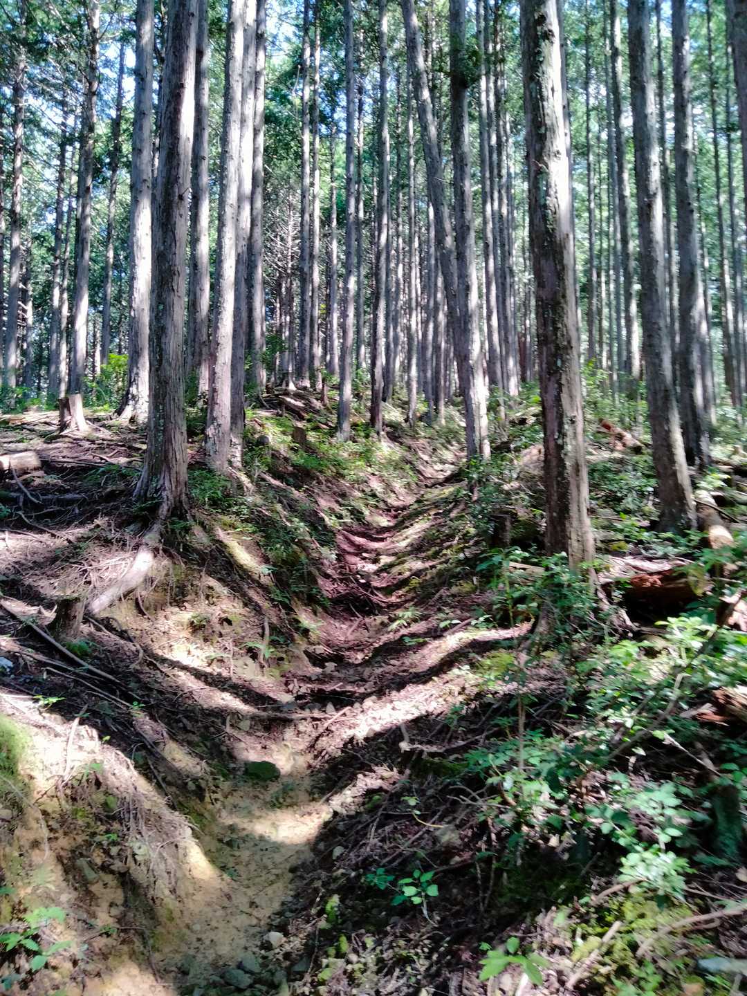 こんな登山道
整備されてます。