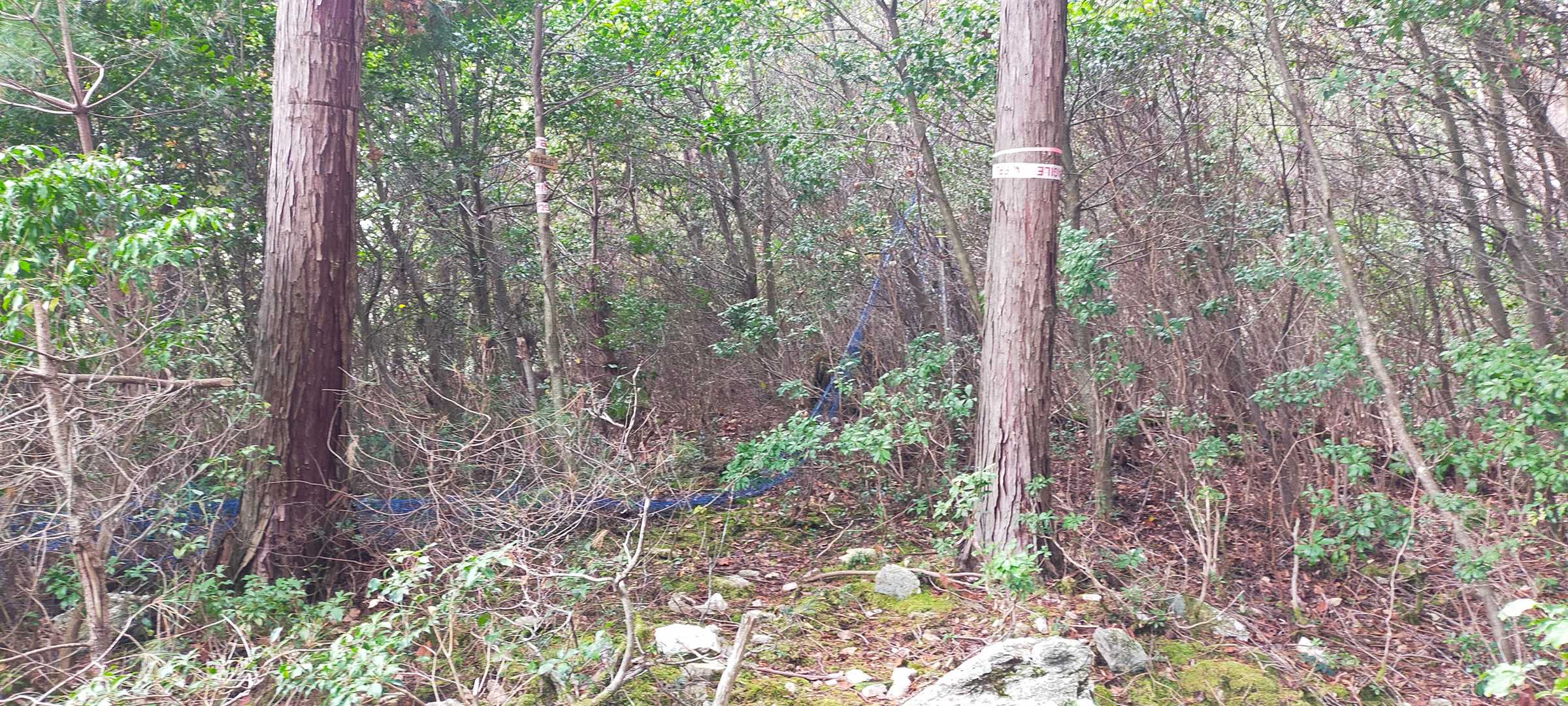 林を抜けて白岩山登頂！😅　ここも当然眺望な〜し😂