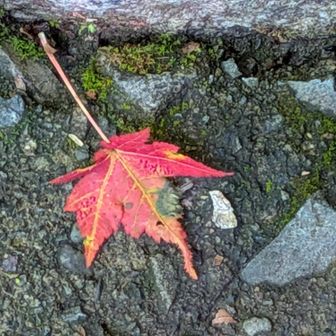 もう秋ですね～下山です🍃
