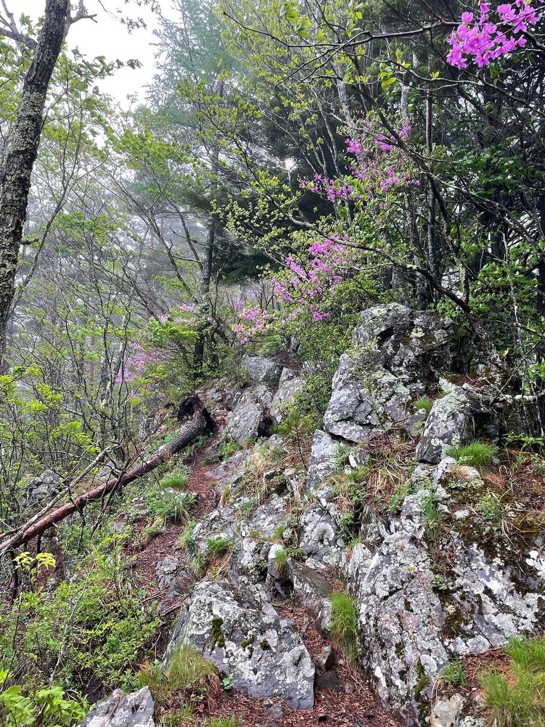 馬越峠-天狗山 往復コースの写真