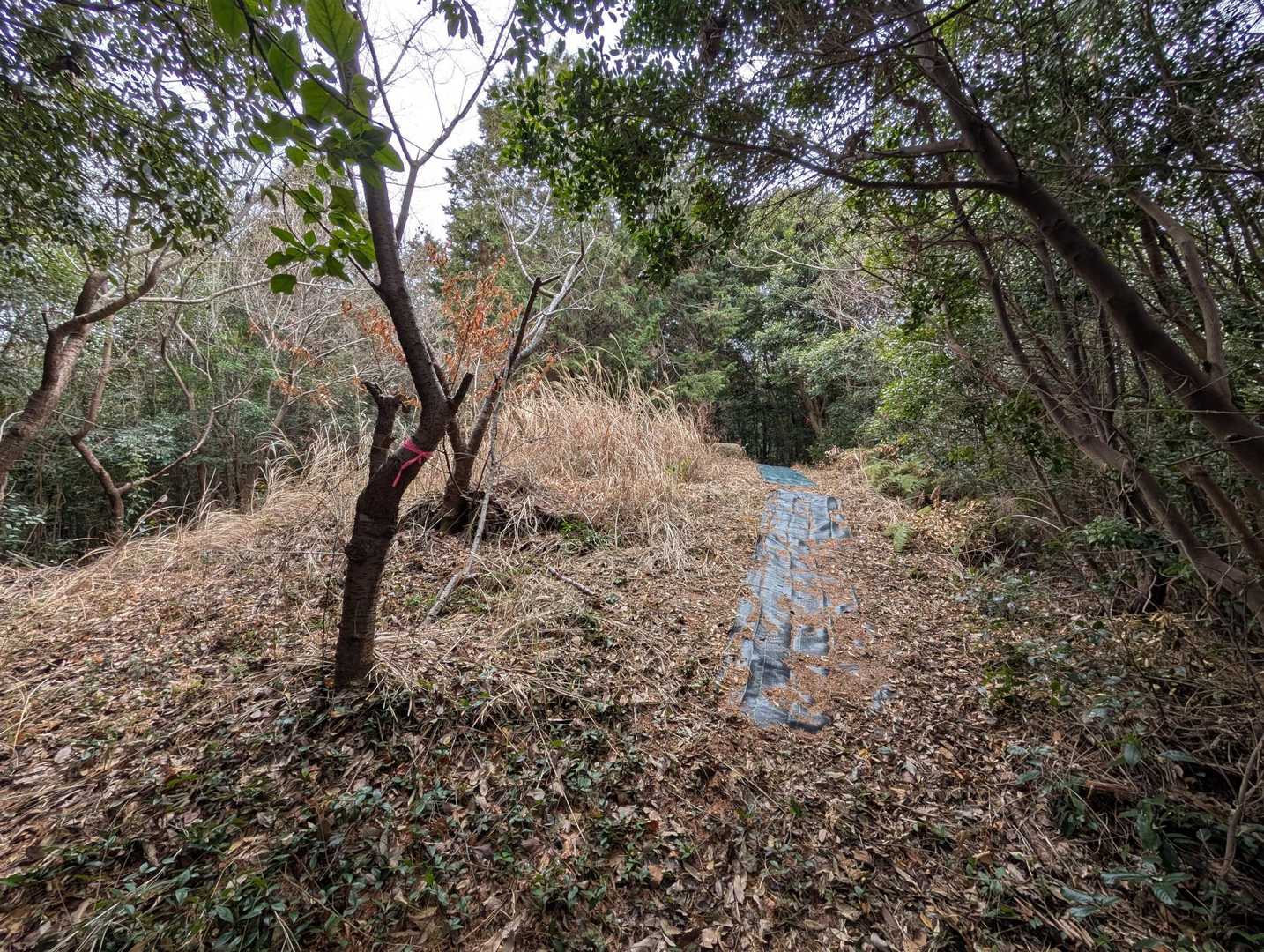 柴山古墳群入口-柴山 往復コースの写真