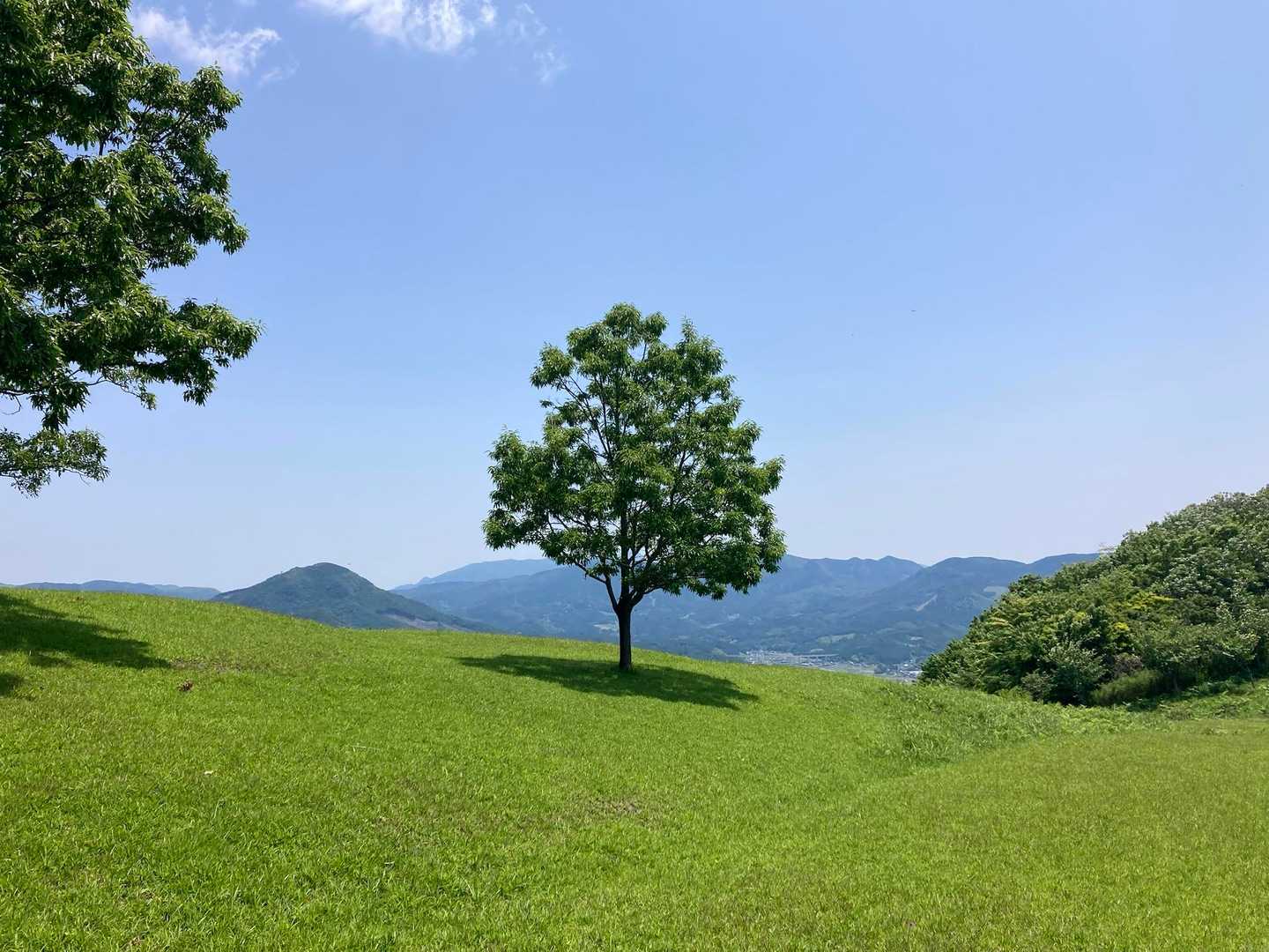 ちょっと離れたあの木の下で食べようっと