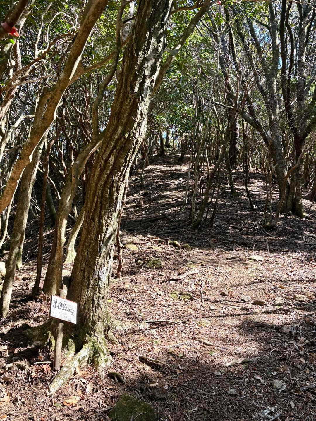 下りは林道歩き🚶‍♀️
この標識を左に行かないとダメなのに
気が付かずしばらく林道歩き続けてた😅