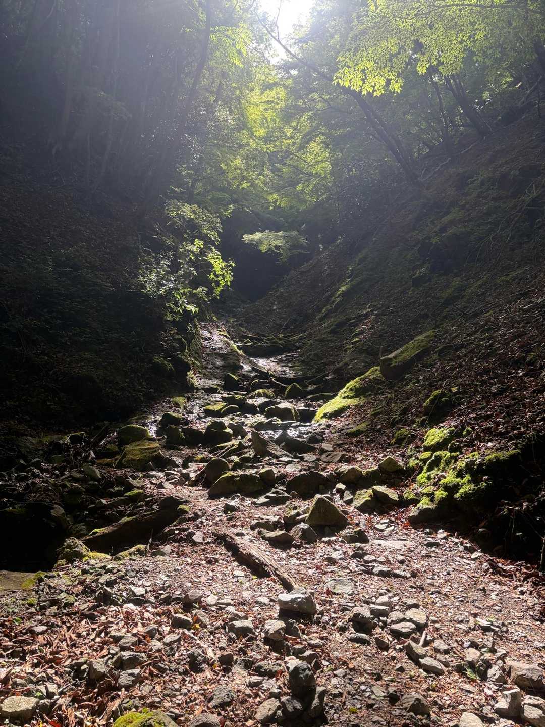 ツツジ新道-檜洞丸 往復コースの写真