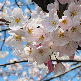 桜も満開です✨