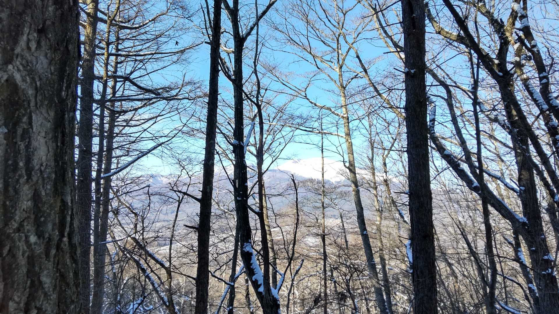 木々の間から浅間山が見えます。