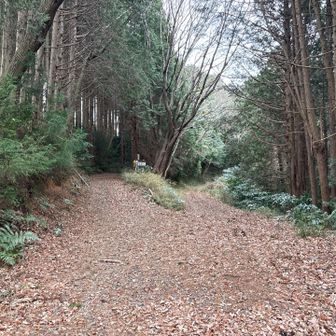 ここは案内通りに左に。