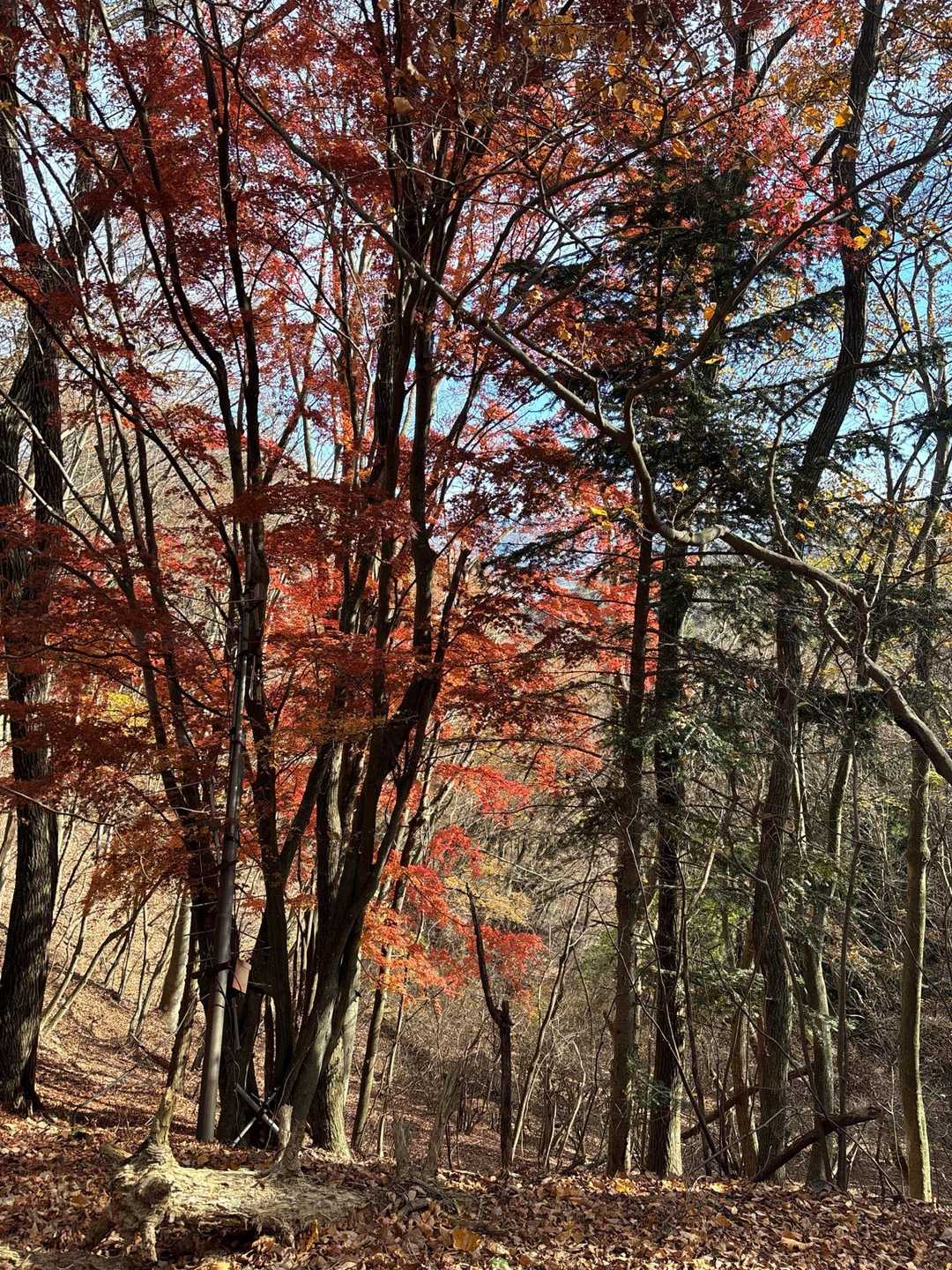ミネ山-毛無山 周回コースの写真