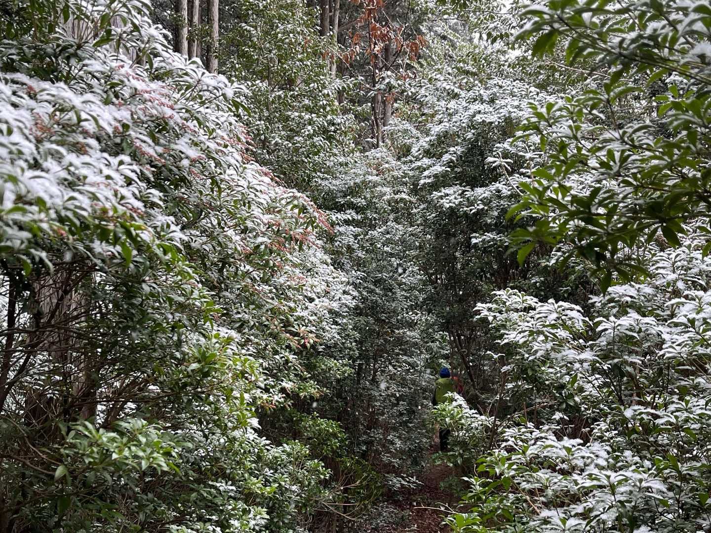 高見山登山口-高見峠-高見山 縦走コースの写真