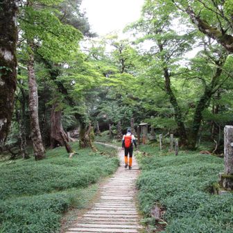 標高1600mほどで稜線に出た
大峰奥駈道を快適山歩