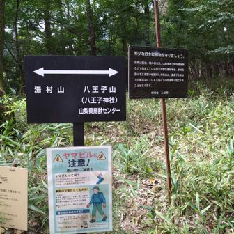 八王子山の方にも行けるとな