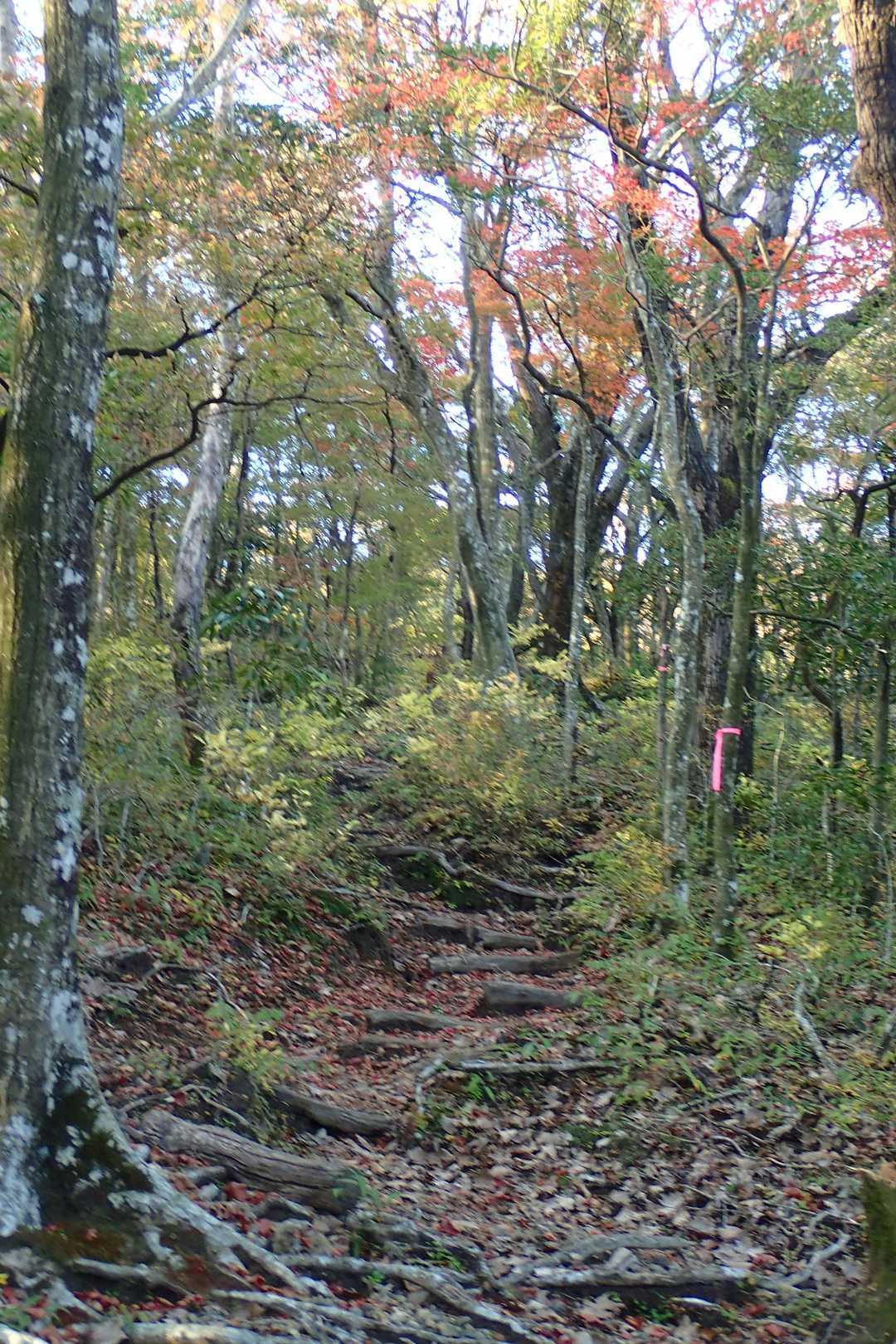綺麗な森の登山道