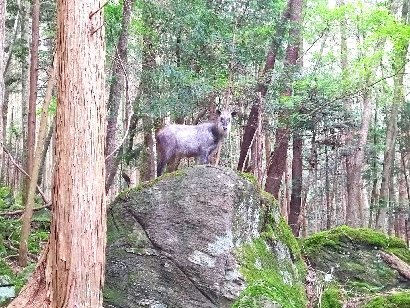 何とカモシカさんが見守ってくれてます。逃げようとしません