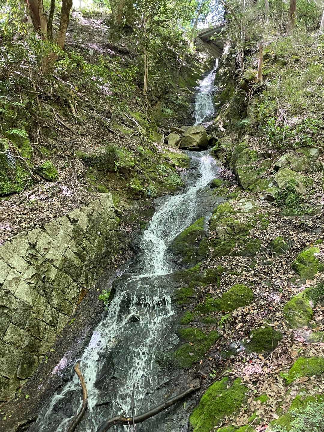上の池に水が溜まっていたので滝が出現