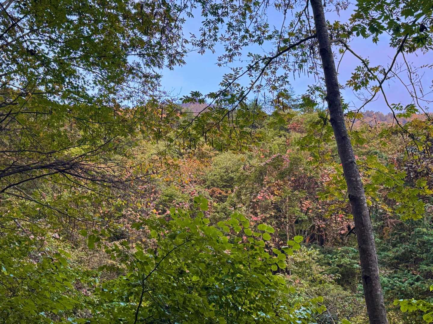 気付くとこんなにも青々とした空が広がっていて爽やかな秋を感じる。