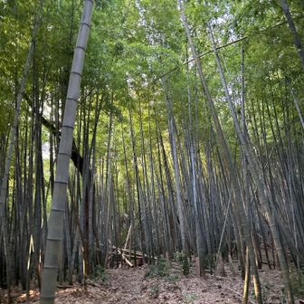 北東北には竹林は無いからなー