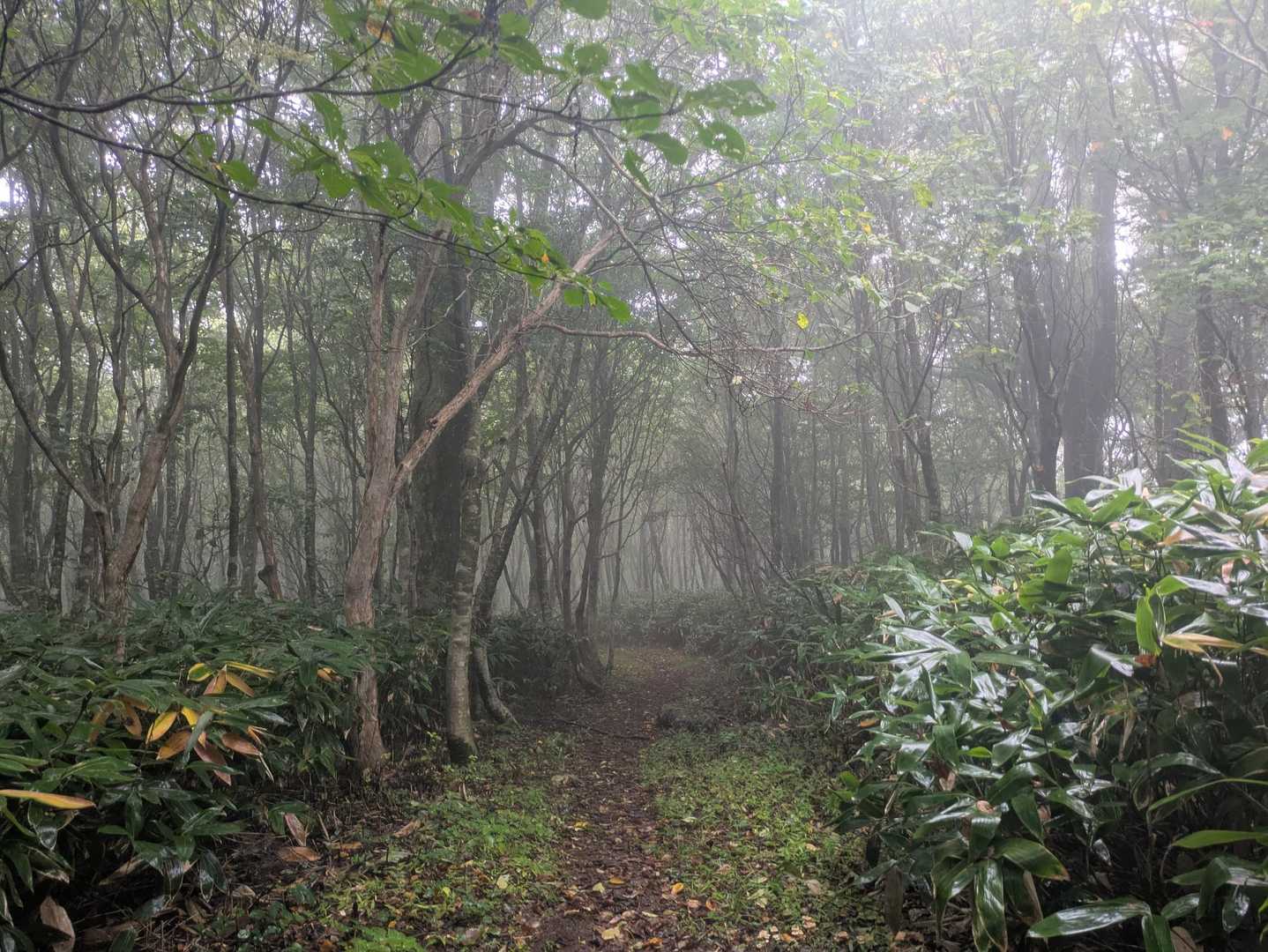白くても幻想的で✨