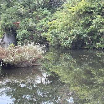 野外活動センターの池の中　浮島　ヒヨドリ花🌼