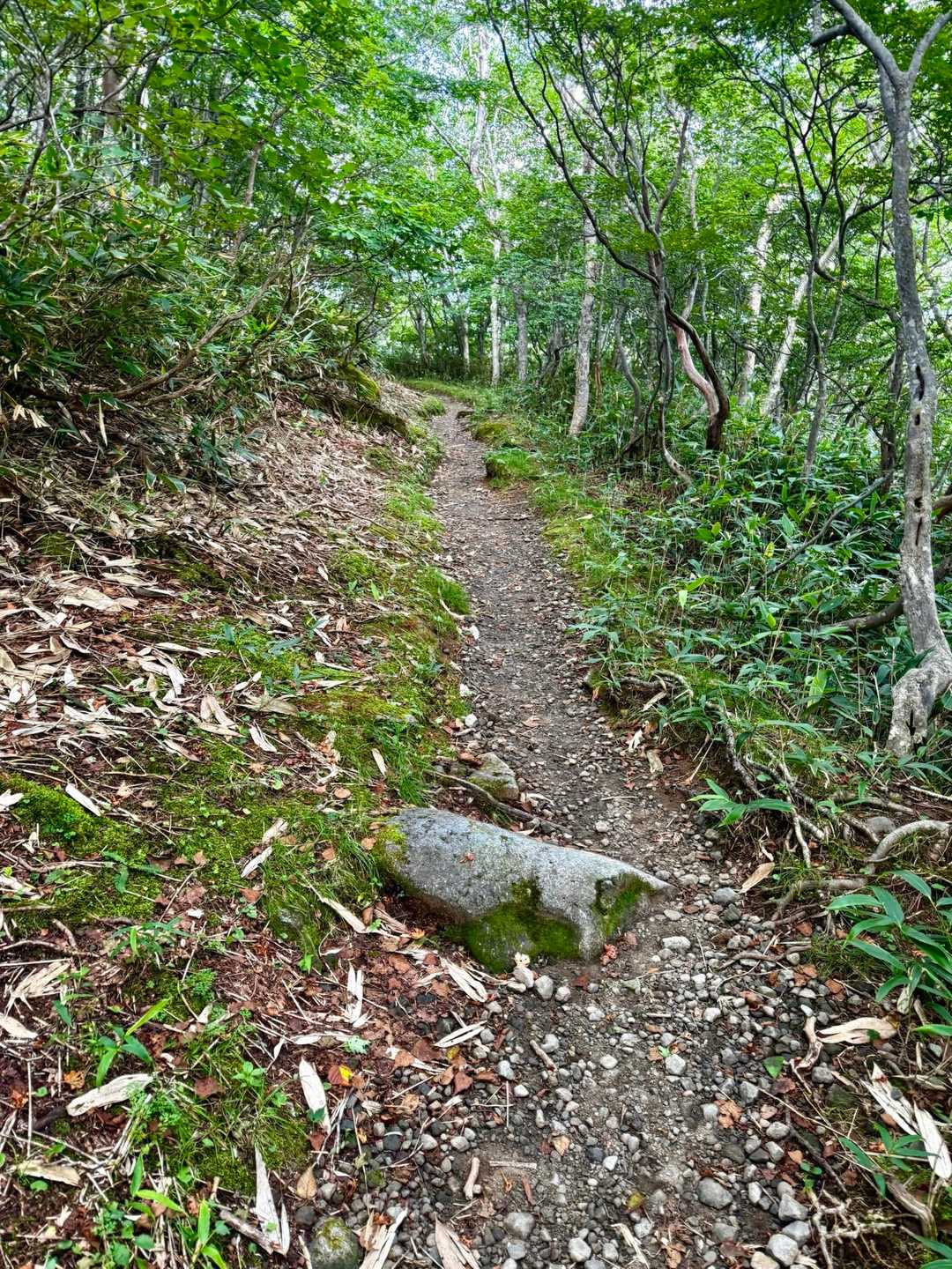 駐車場までの最短ルートで戻ります
こちらは整備されていて歩きやすい🚶
でも🐻出そうで朝から恐怖😰