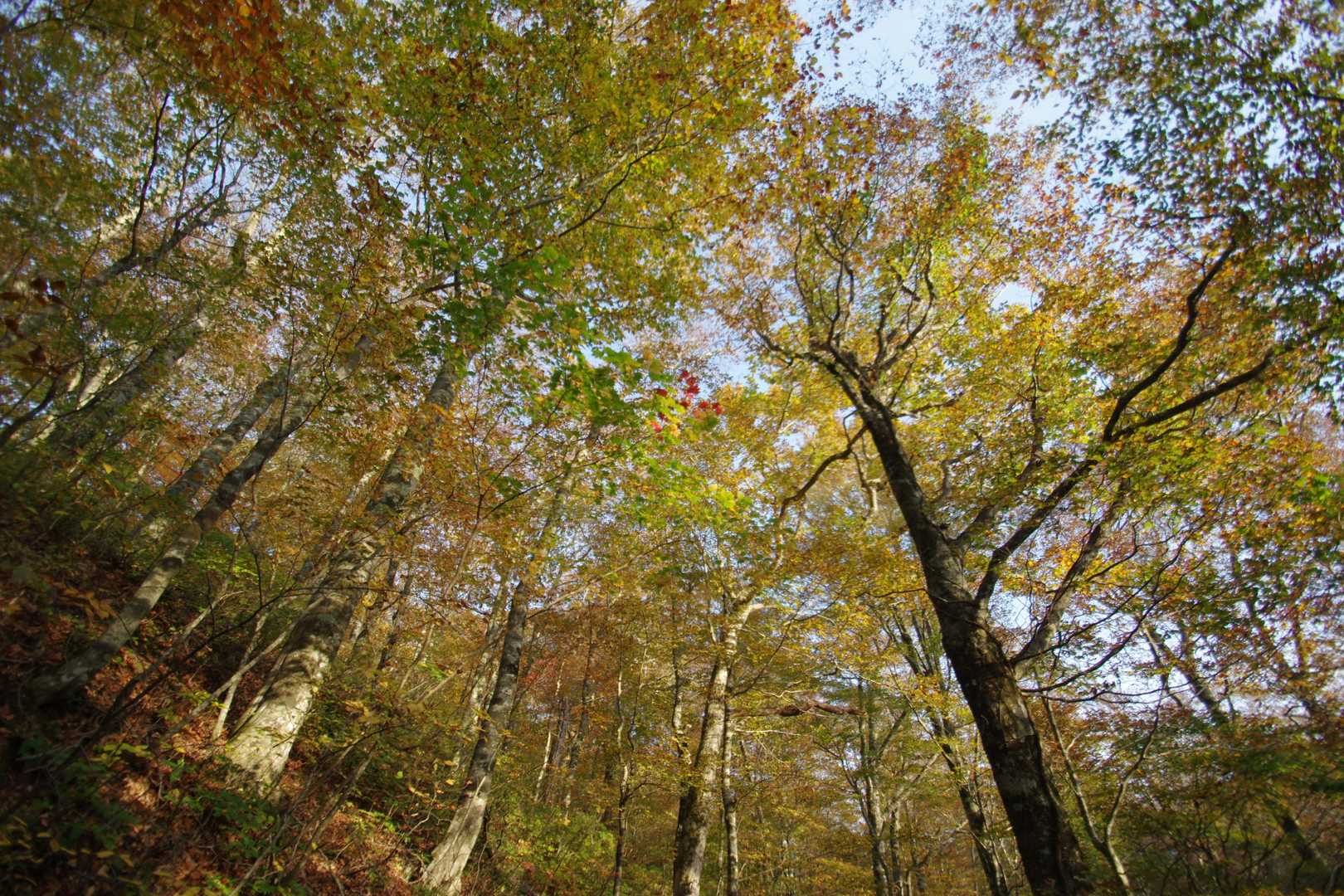 上を見上げると、綺麗な紅葉が広がってます。雰囲気いい登山道ですね^_^