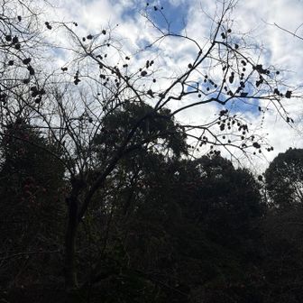 逆光だけど柿の実がたくさん🍊