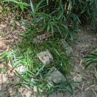 高安山三角点