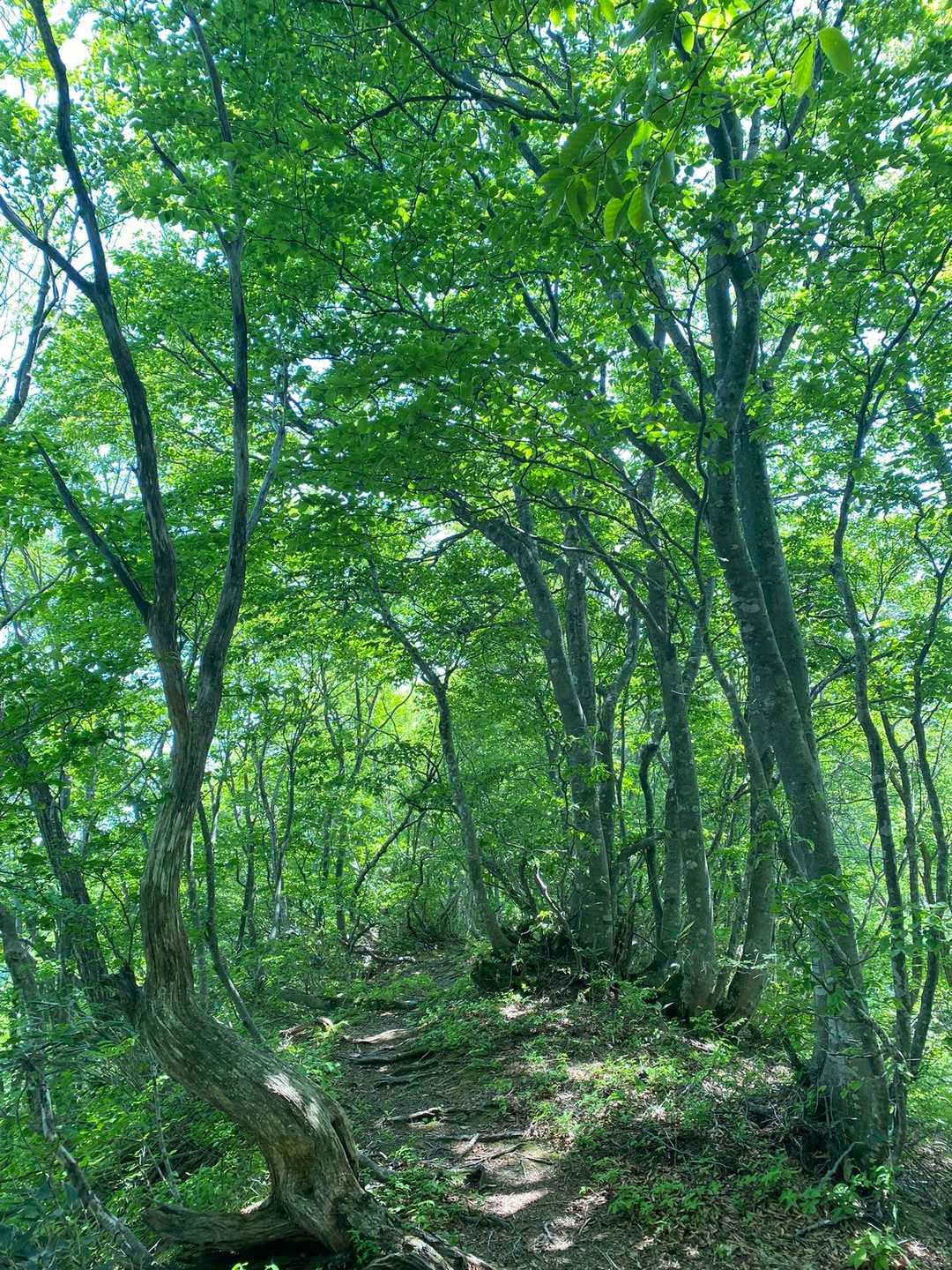 大佛寺山 往復コースの写真