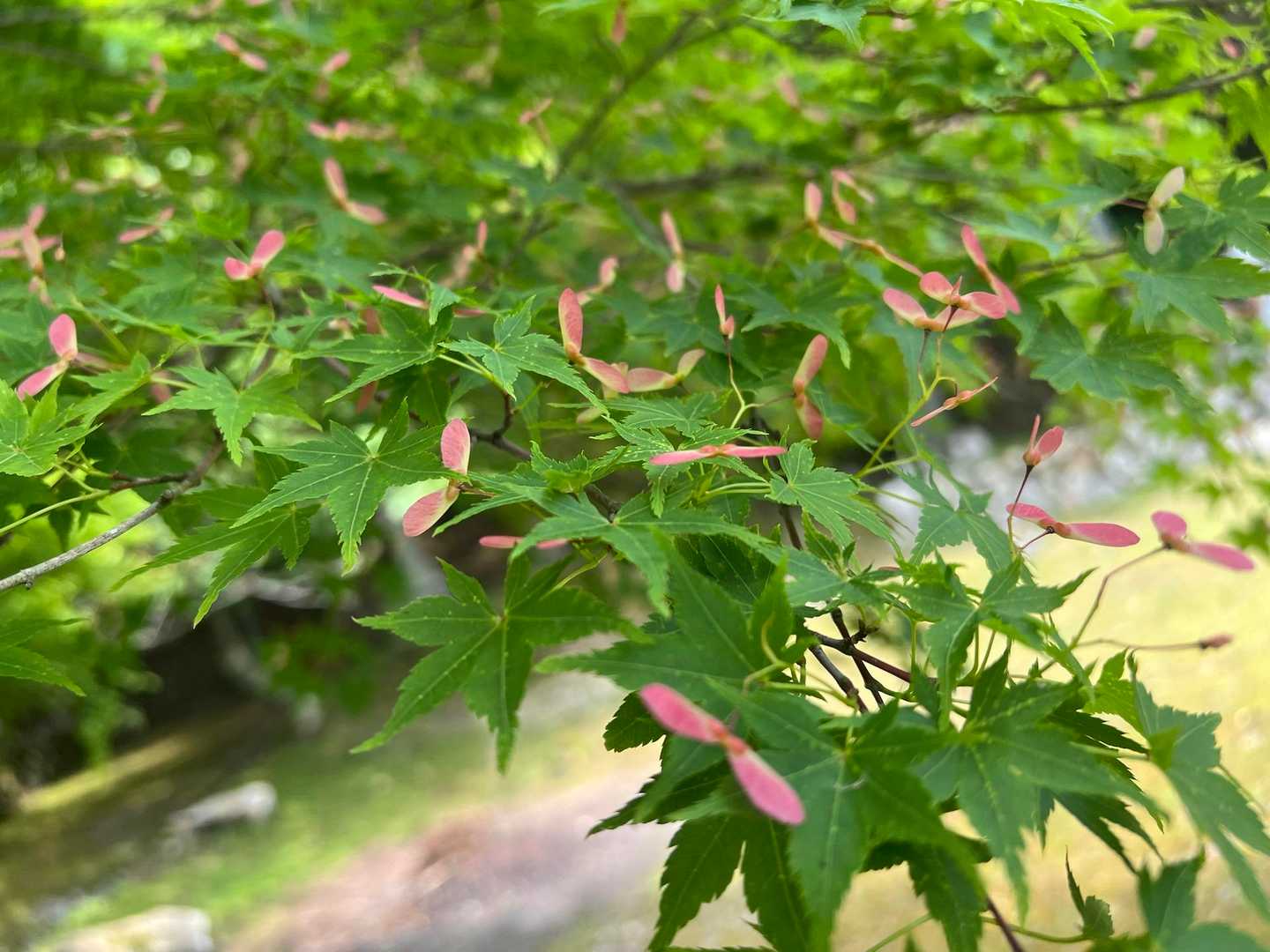 紅葉🍁の🌺