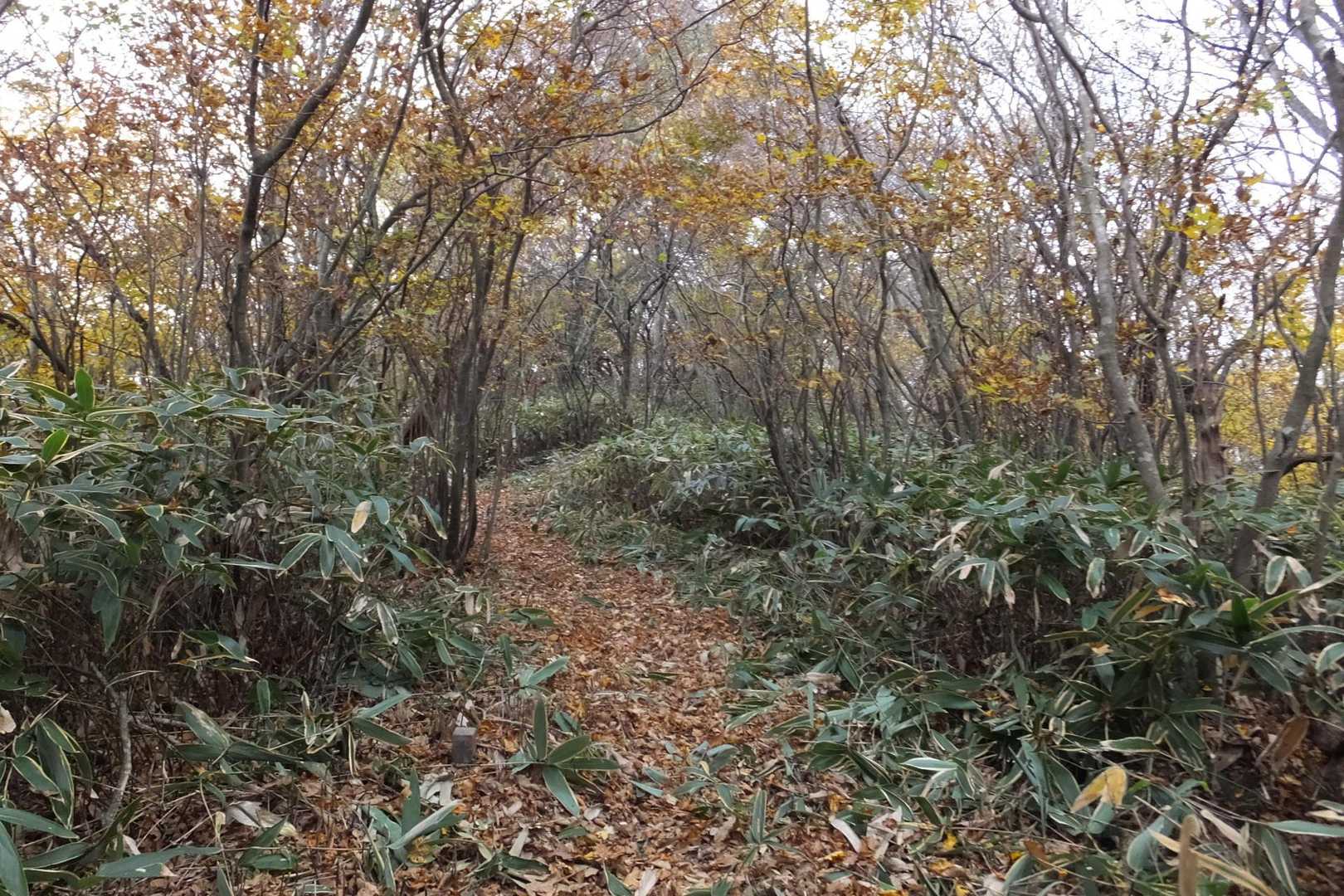 西大峯への道の黄色く色づいたシロモジ