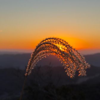 麦っぽいでしょ？
ここは蕎麦ヶ岳ですが。