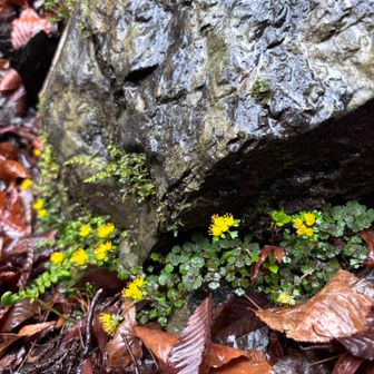 安倍の大滝へ寄り道　沢沿いに満開