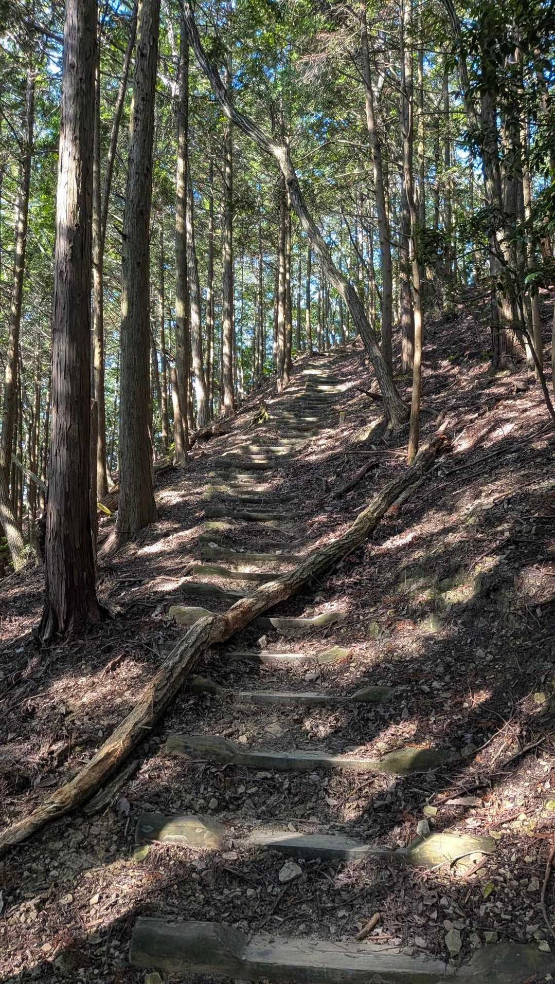 石子詰登山口-天上ヶ岳-三国峠-箕面山 往復コースの写真