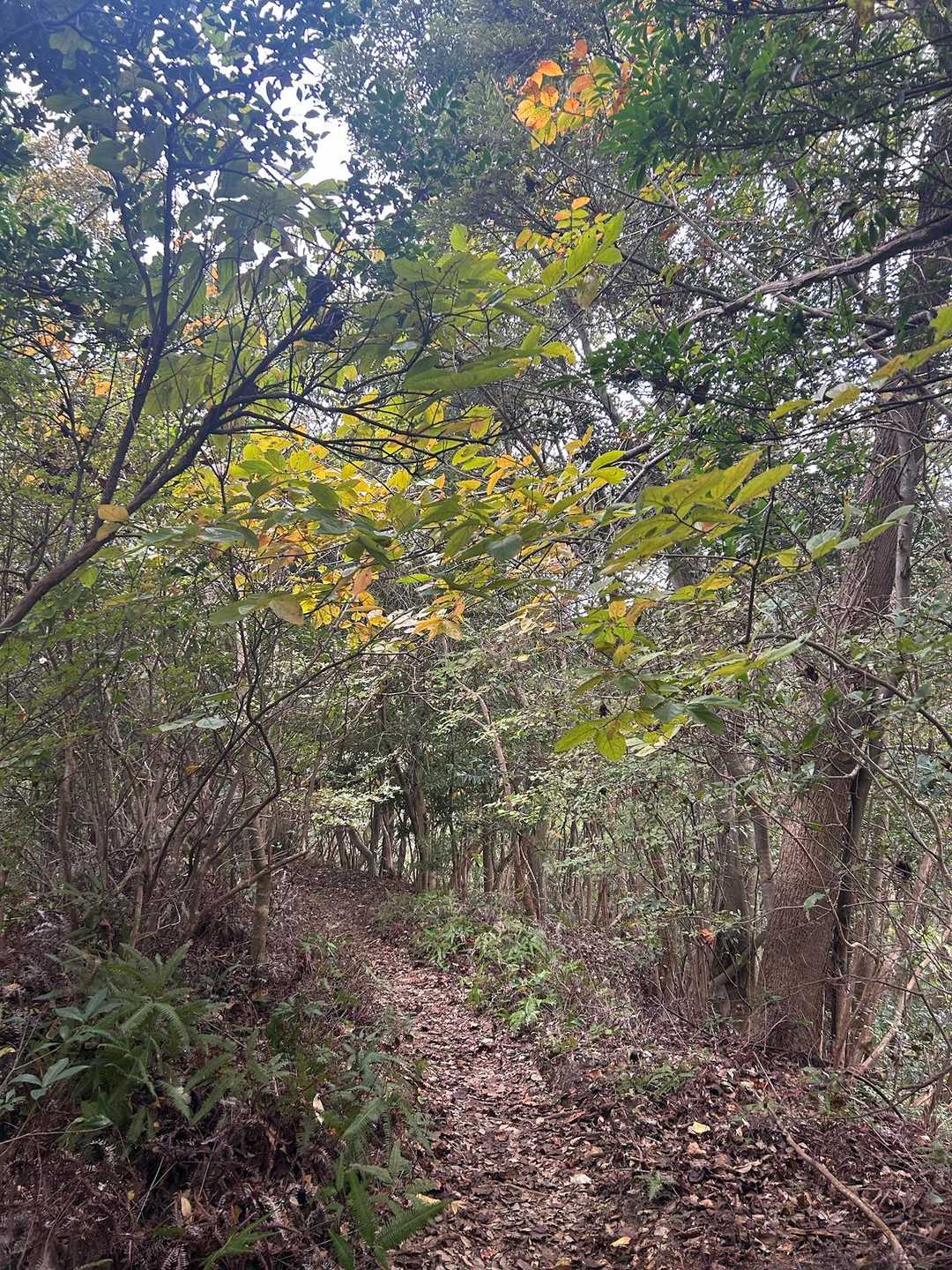 薄っすら紅葉