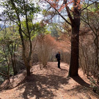 ドウダンツツジのトンネルに寄り道
紅葉シーズンを過ぎても
とても素敵なプロムナードです
