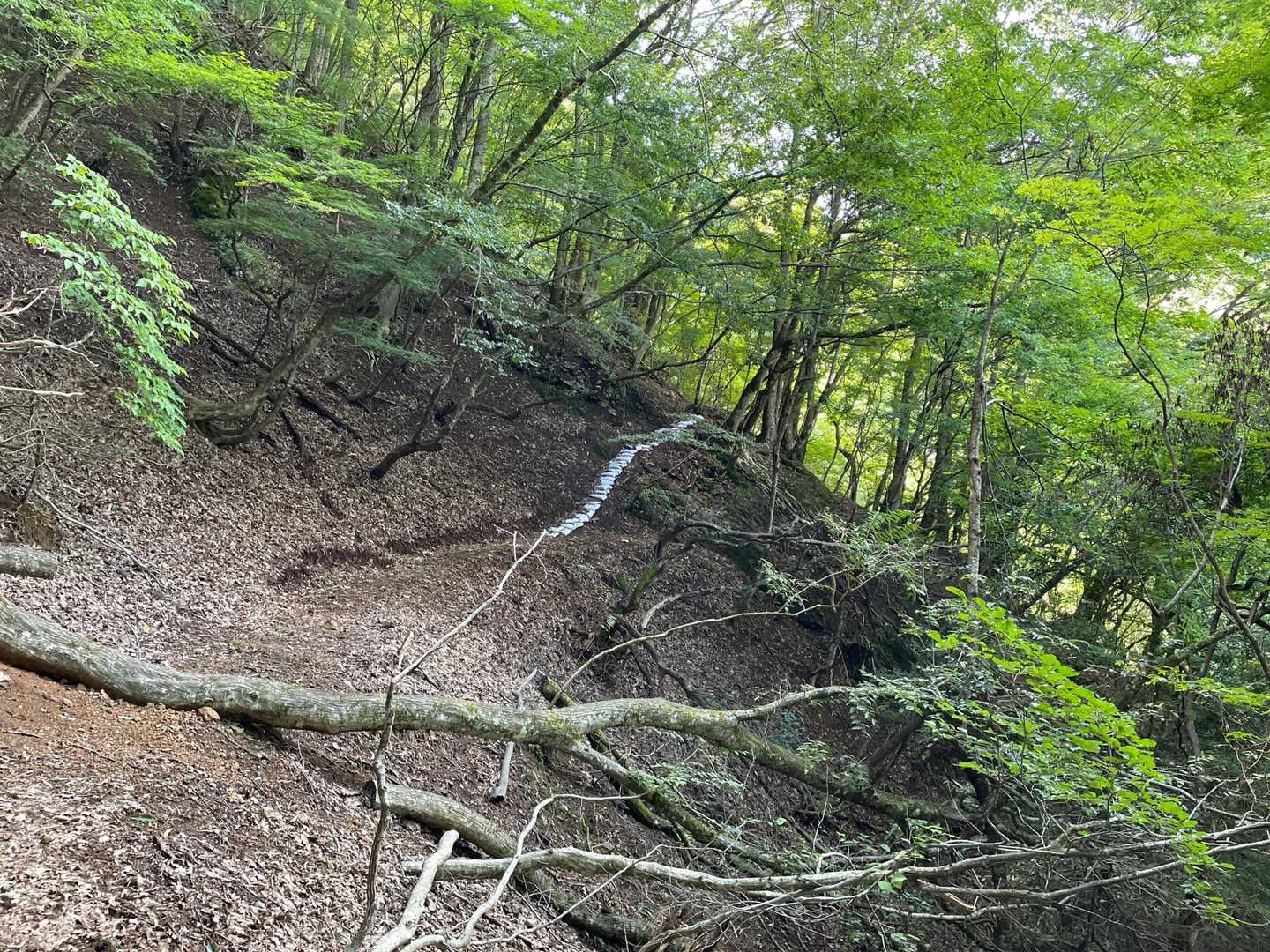 あ！巻道ができてる❗️