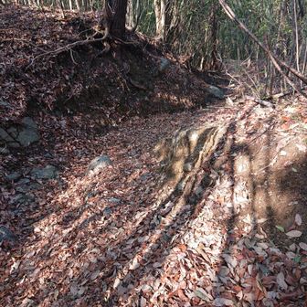 登山道、ちょいちょい岩🪨が隠れてるので気を付けて