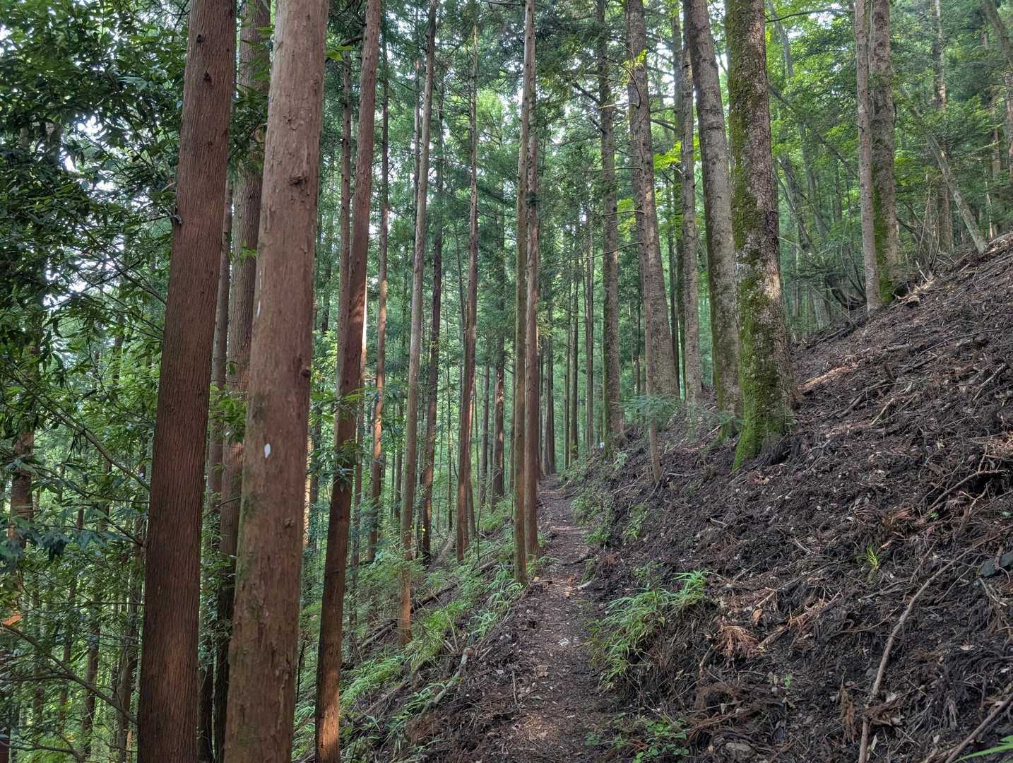 良く整備された杉林で、間引きされているのでしょうか？！
そんなに暗くなくて、それでいて直射日光も当らないで歩けるので良いですよね...。✨