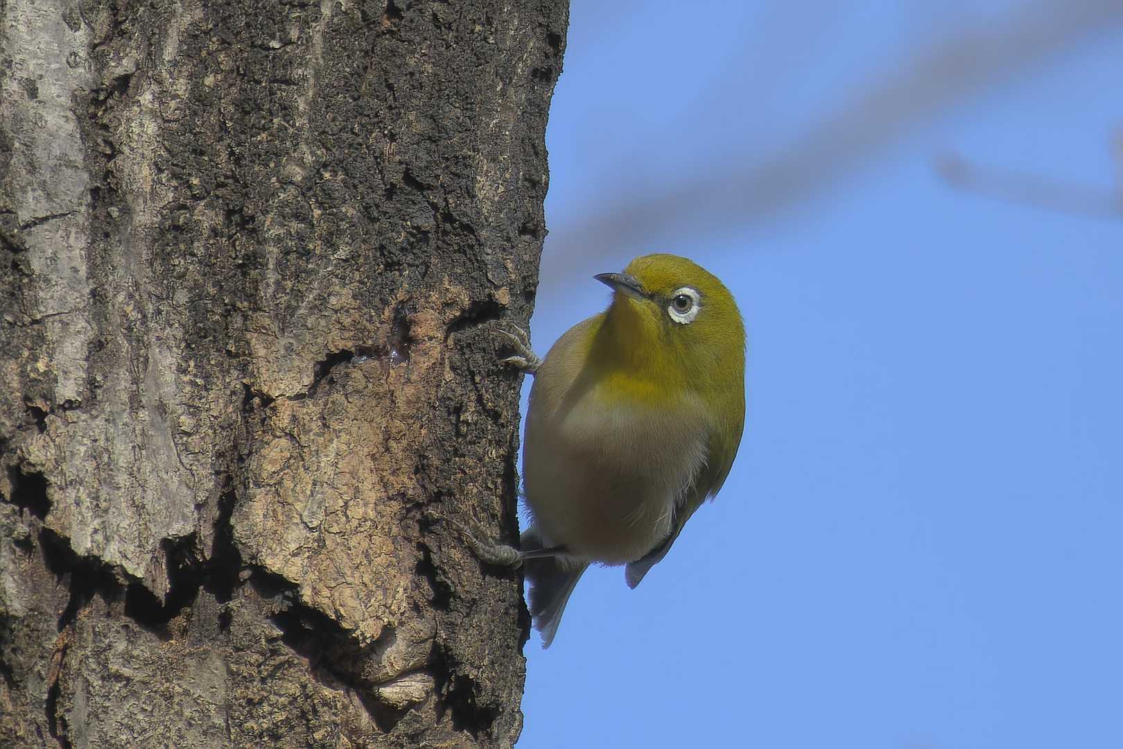 今日２回目のメジロが🐦
