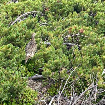 らいちょうさん