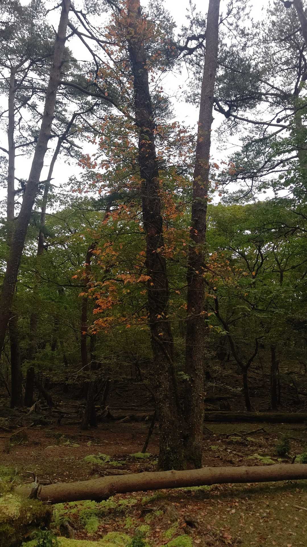 甑岳登山口-甑岳 往復コースの写真